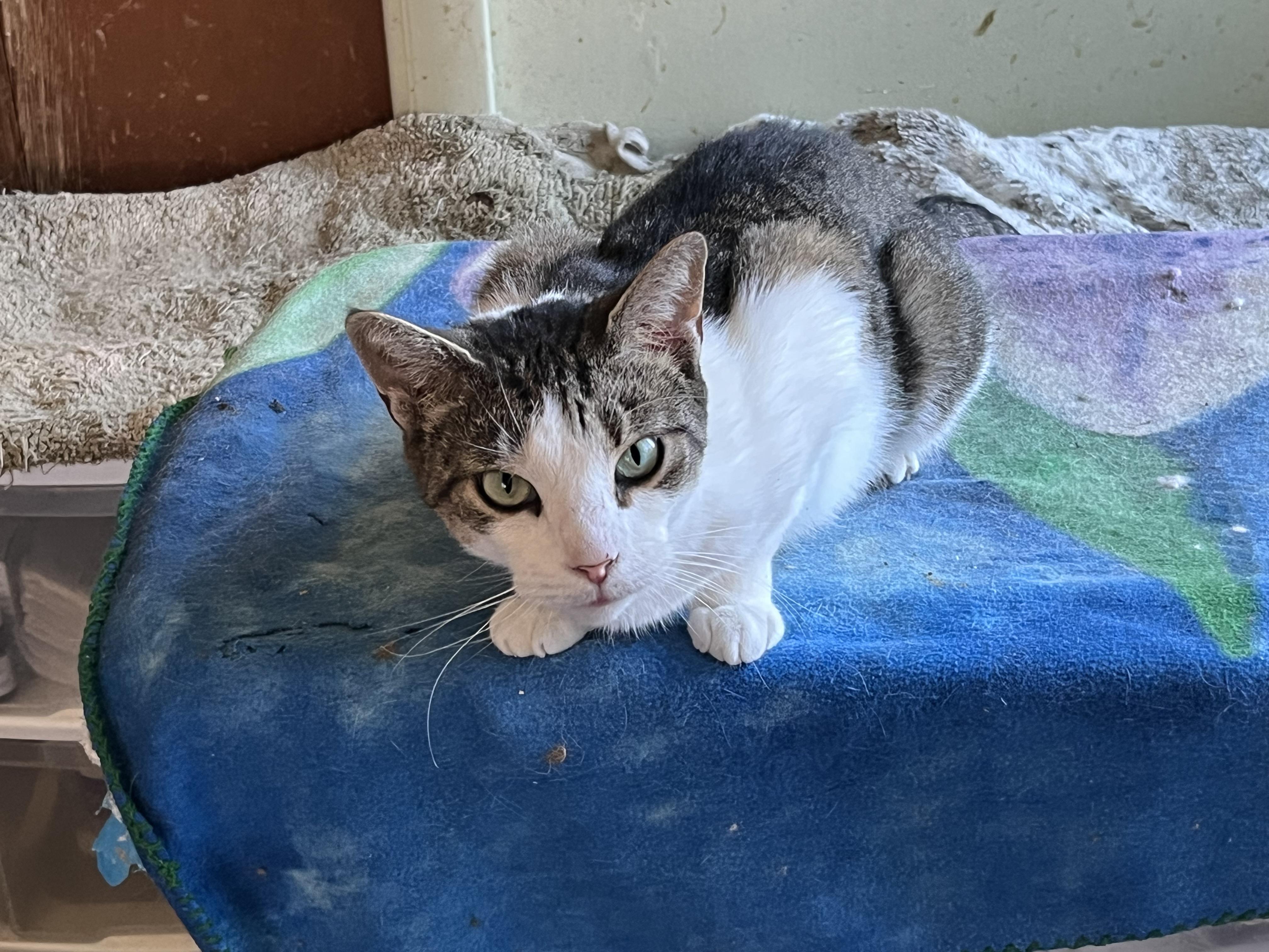 Wren, Adoptable, Adult Female Domestic Short Hair.