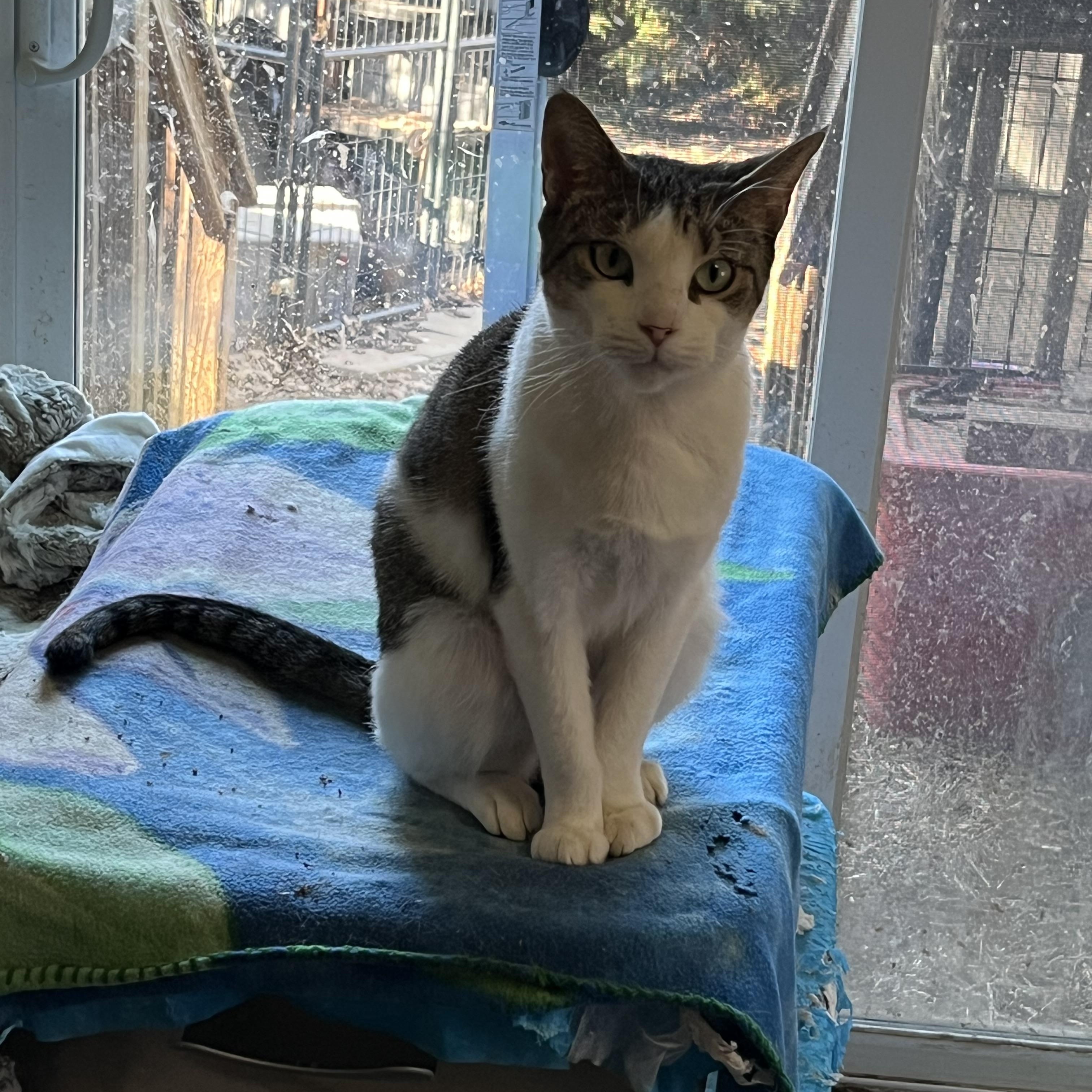 Wren, Adoptable, Adult Female Domestic Short Hair.