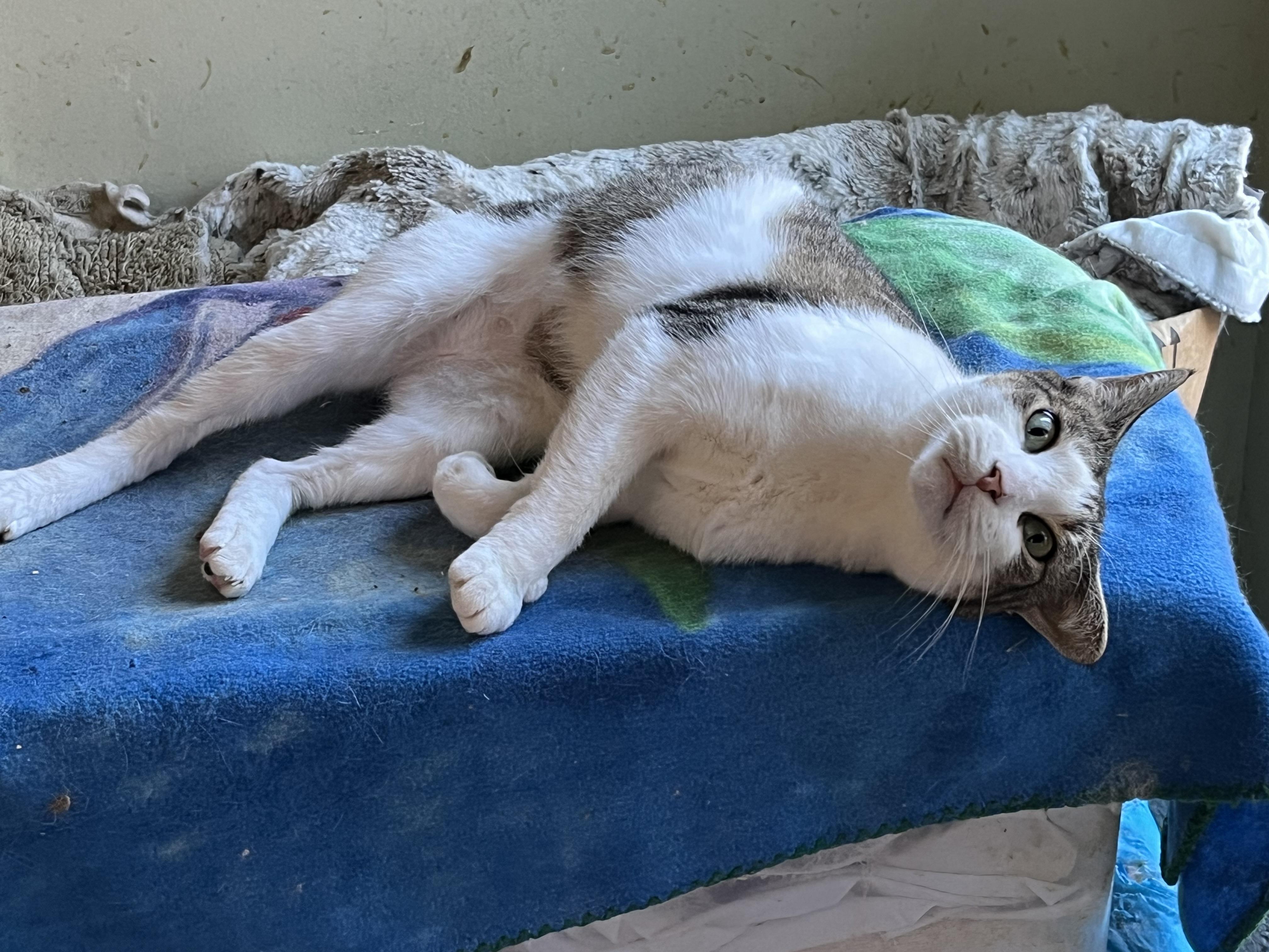 Wren, a Adoptable Domestic Short Hair in Mount Airy, MD image 3/3