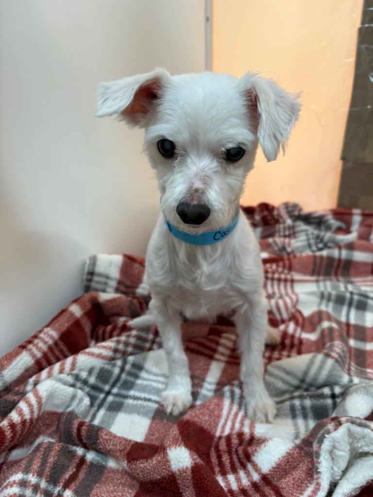 Casanova, Adopted, Adult Male Maltese.