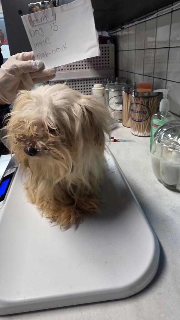 Casanova, a Adopted Maltese in Huntington, IN image 2/2