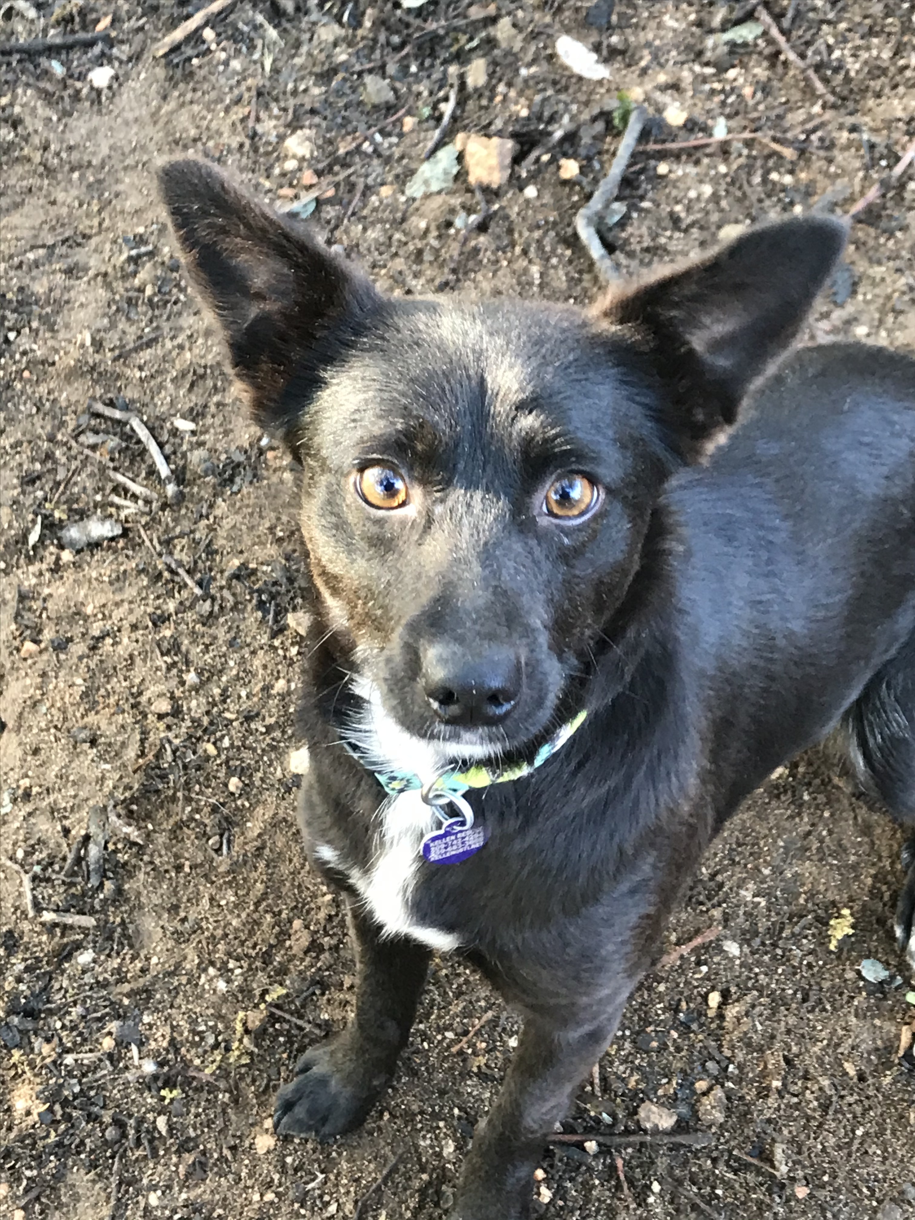 Dynah - California, a Adoptable Terrier in Oakhurst, CA image 1/4