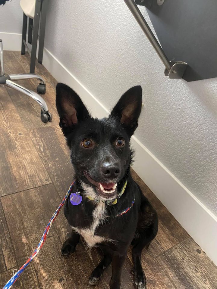 Dynah - California, a Adoptable Terrier in Oakhurst, CA image 2/4