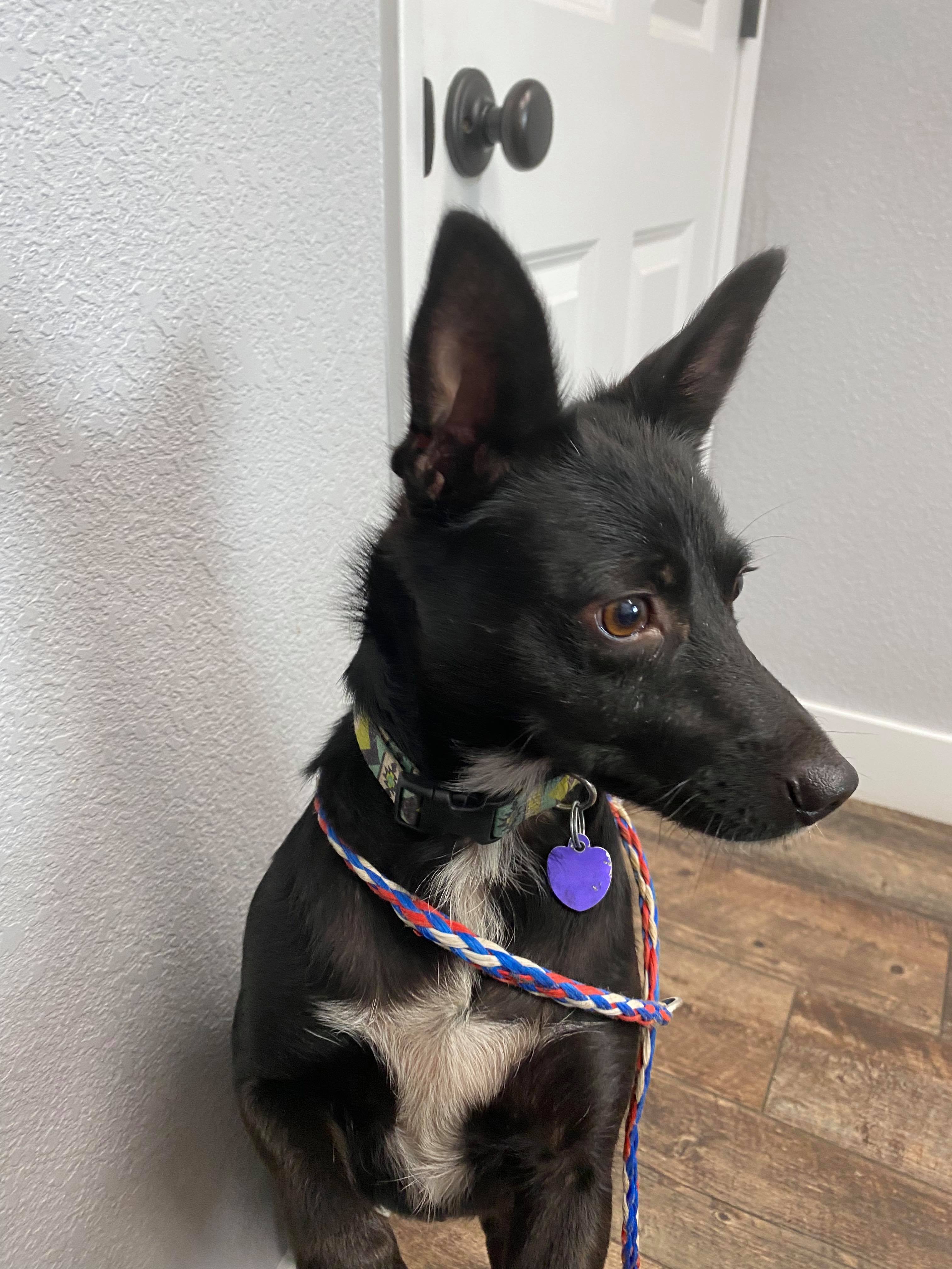 Dynah - California, a Adoptable Terrier in Oakhurst, CA image 3/4