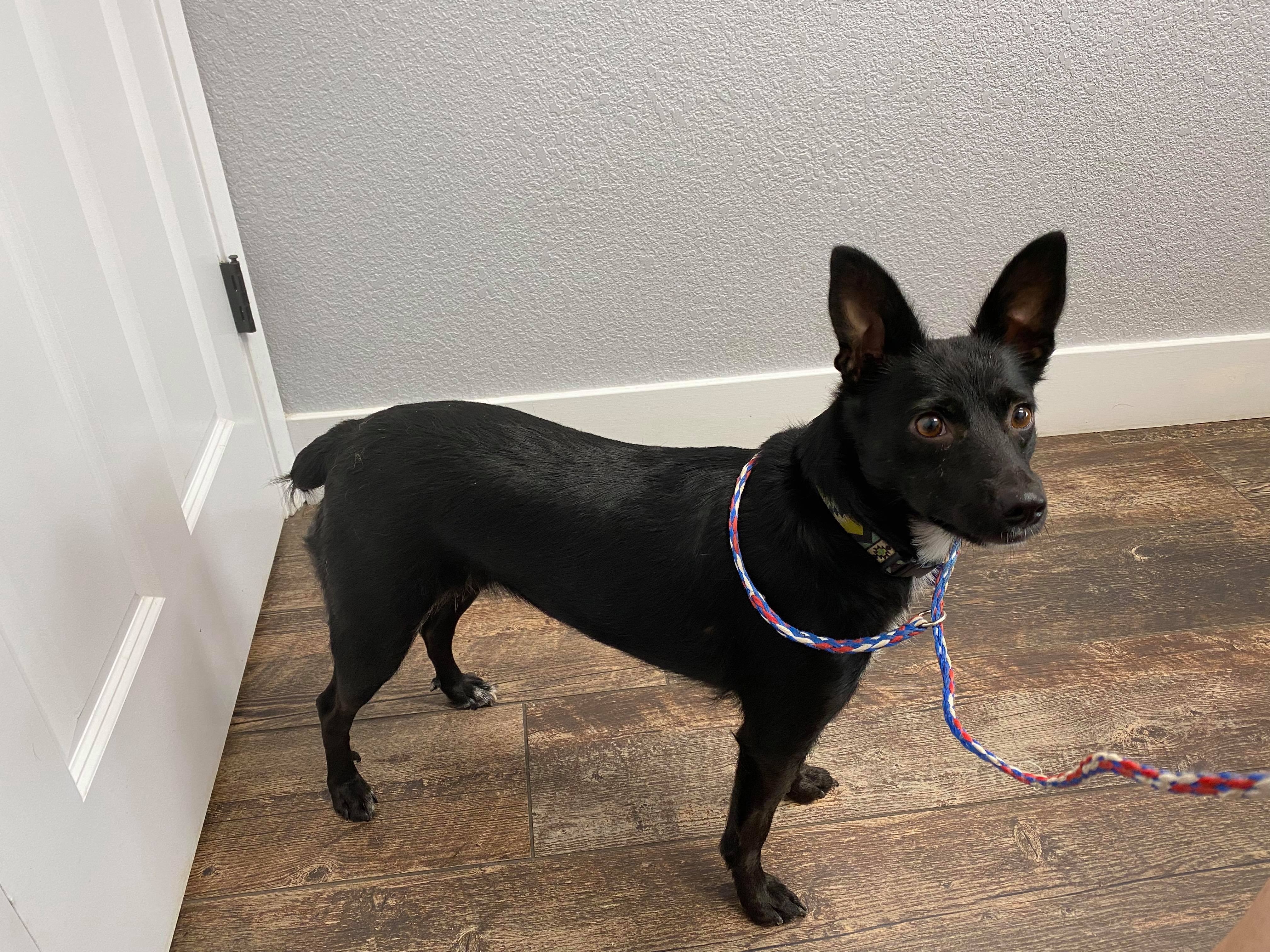 Dynah - California, a Adoptable Terrier in Oakhurst, CA image 4/4