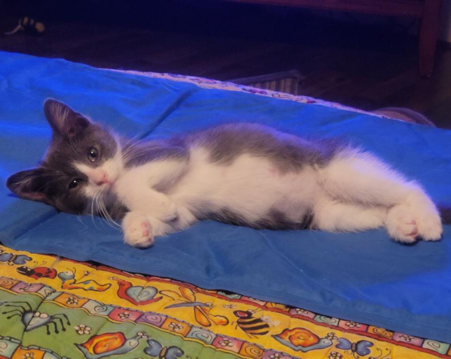 Enlarge Arlo, a Adoptable Domestic Short Hair in Yorktown, IN image 1/1