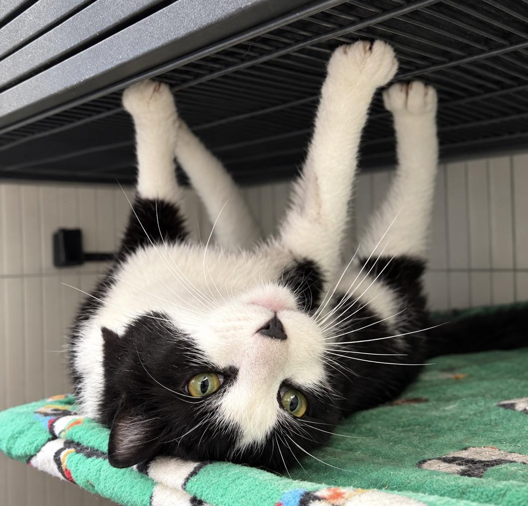 Enlarge OREO 3, a Adopted Domestic Short Hair in Tillsonburg, ON image 1/1