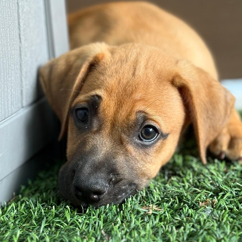 Adventurefuls, Adoptable, Puppy Male Retriever.