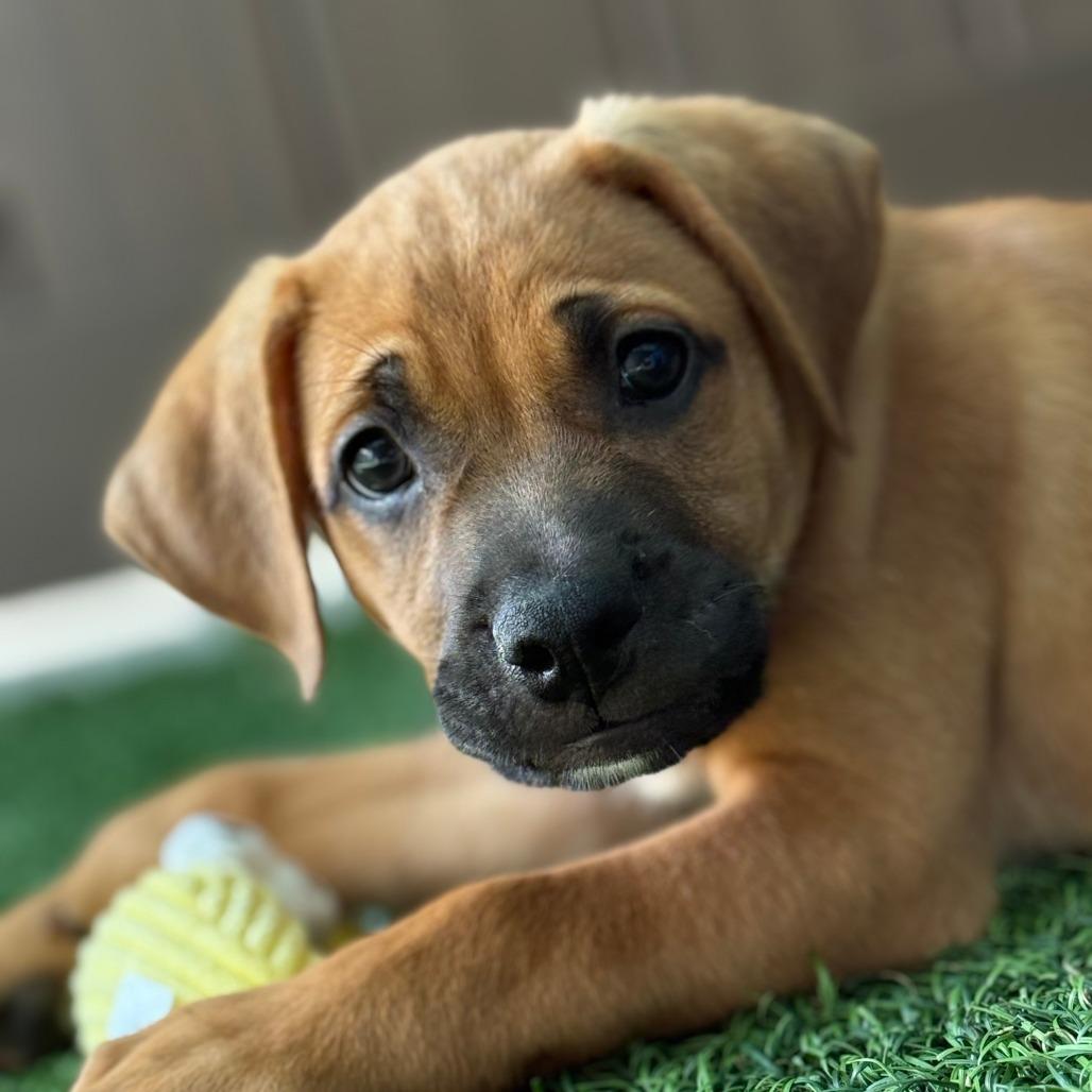 Enlarge Adventurefuls, a Adoptable Retriever in Bradenton, FL image 2/3