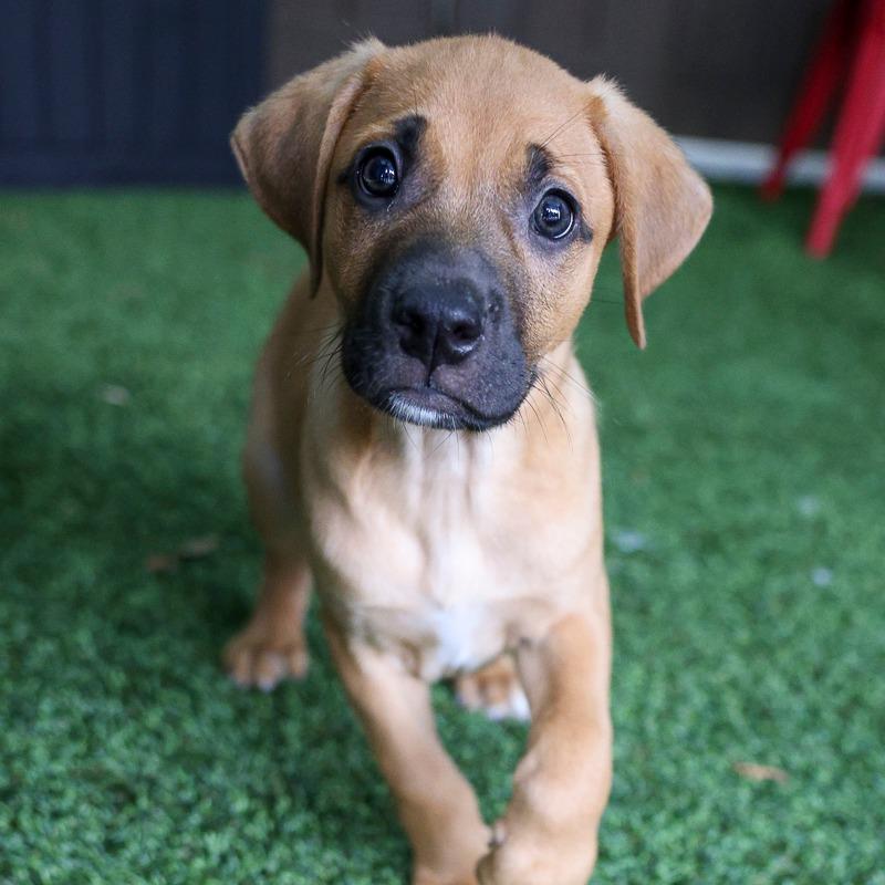 Enlarge Adventurefuls, a Adoptable Retriever in Bradenton, FL image 3/3