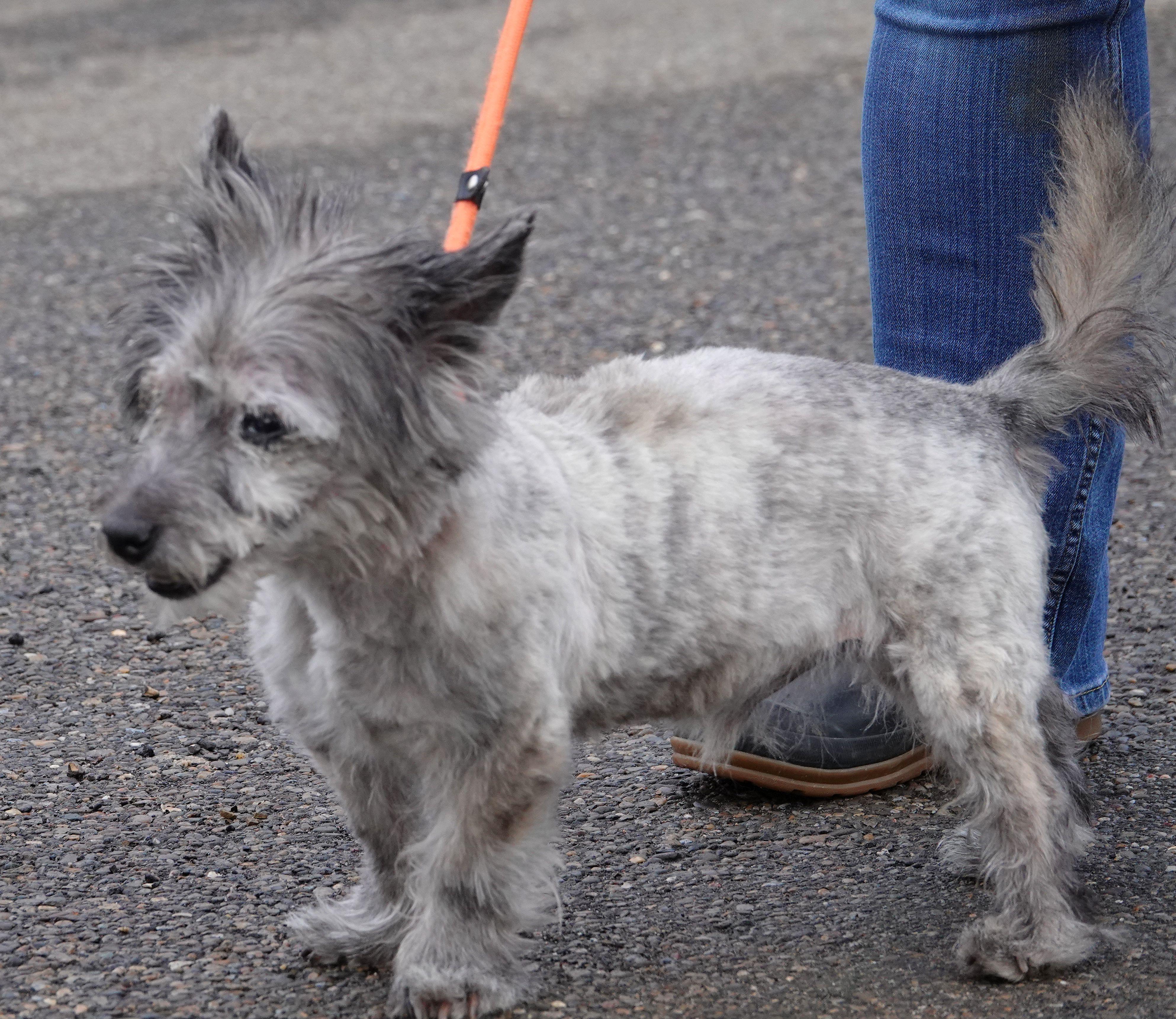 Max, a ADOPTABLE Scottish Terrier in Millfield, OH image 3/3