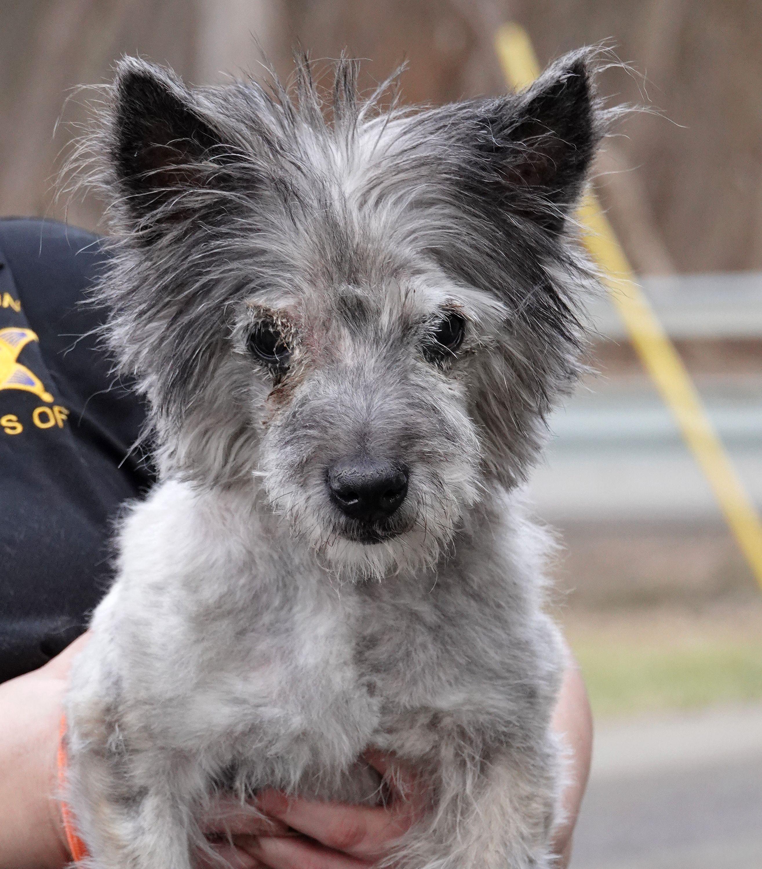 Max, ADOPTABLE, Senior Male Scottish Terrier.
