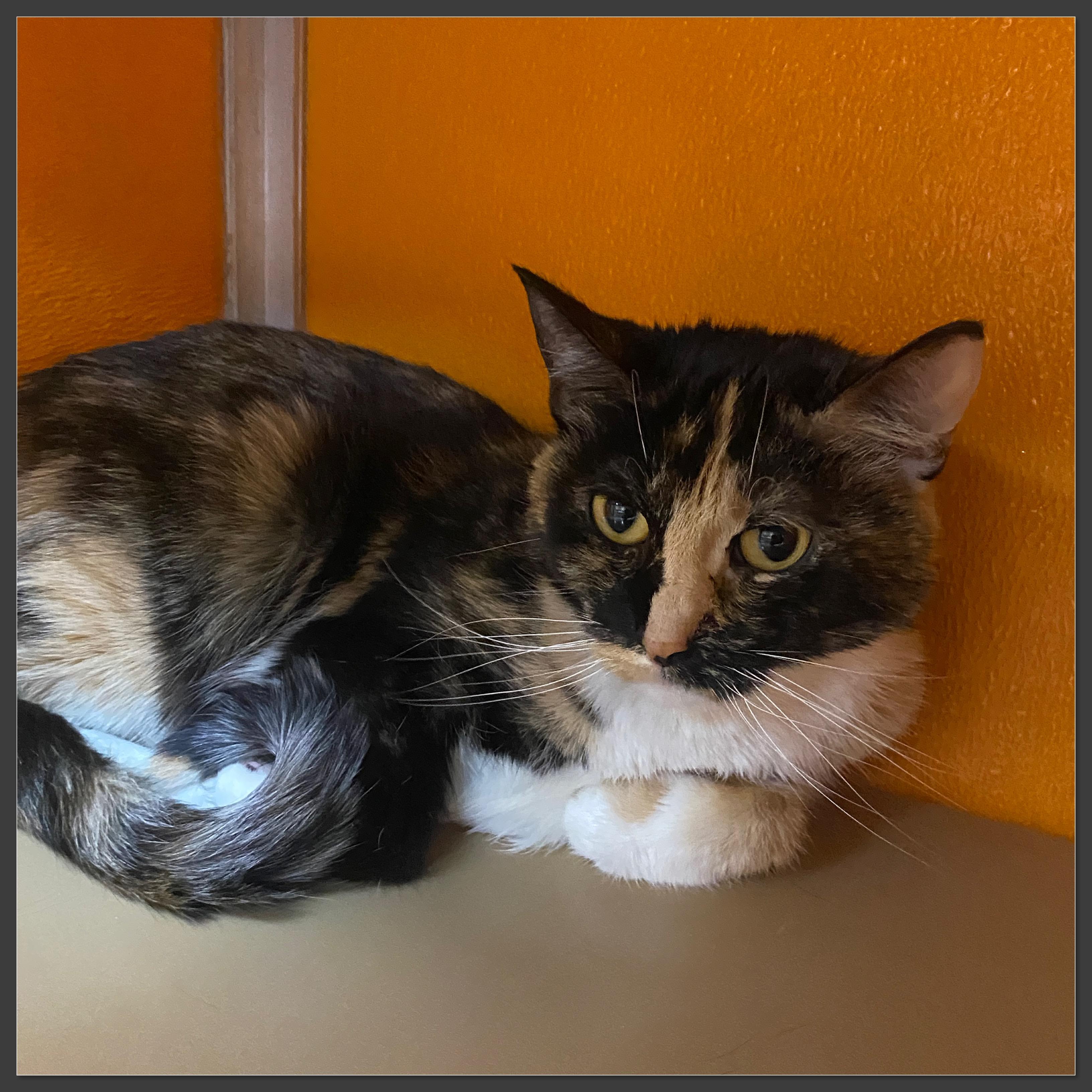 Squilliam, Adoptable, Adult Female Calico.