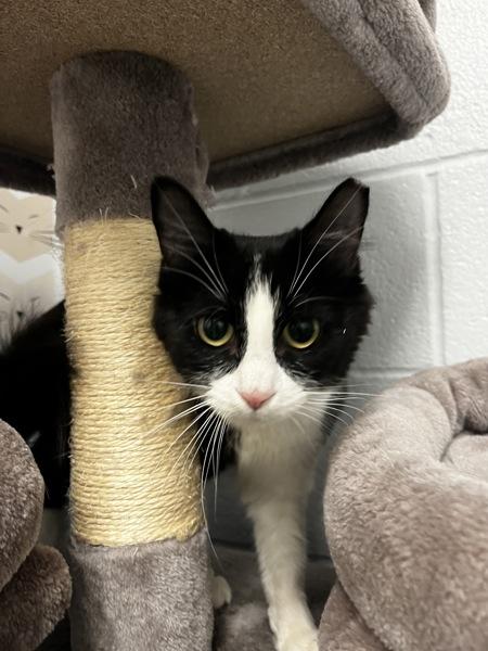 *Panda*, Adoptable, Young Male Domestic Medium Hair.