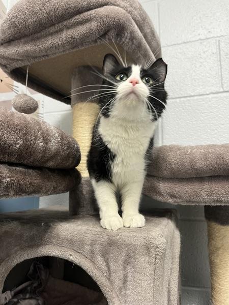 *Panda*, a Adoptable mixed breed in Salt Lake City, UT image 1/5