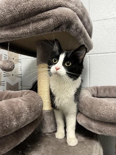 *Panda*, a Adoptable mixed breed in Salt Lake City, UT image 2/5