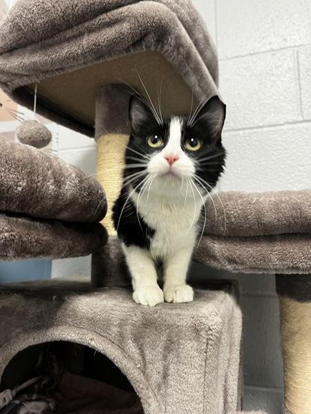 *Panda*, a Adoptable mixed breed in Salt Lake City, UT image 4/5