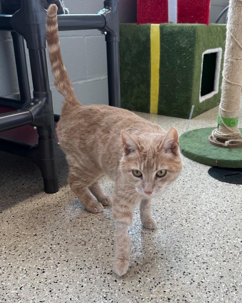 Enlarge April - Sponsored by Jane Bicquette, a Adoptable mixed breed in Newberg, OR image 1/2