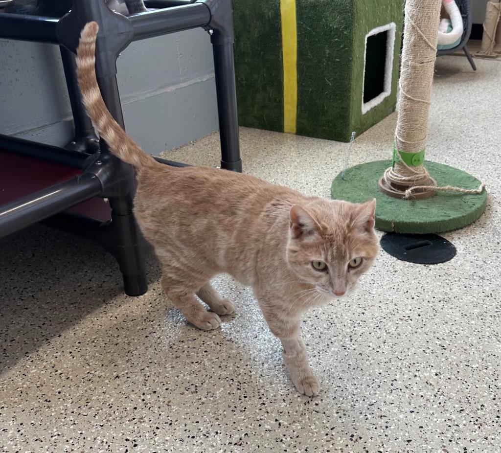 Enlarge April - Sponsored by Jane Bicquette, a Adoptable mixed breed in Newberg, OR image 2/2