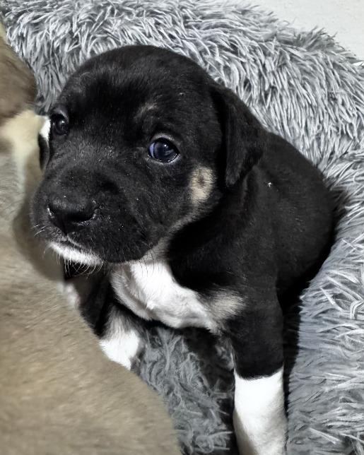 Enlarge Bruce, a Adoptable mixed breed in Fayetteville, AR image 1/2