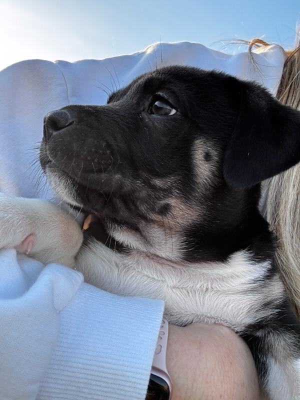 Enlarge Bruce, a Adoptable mixed breed in Fayetteville, AR image 2/5