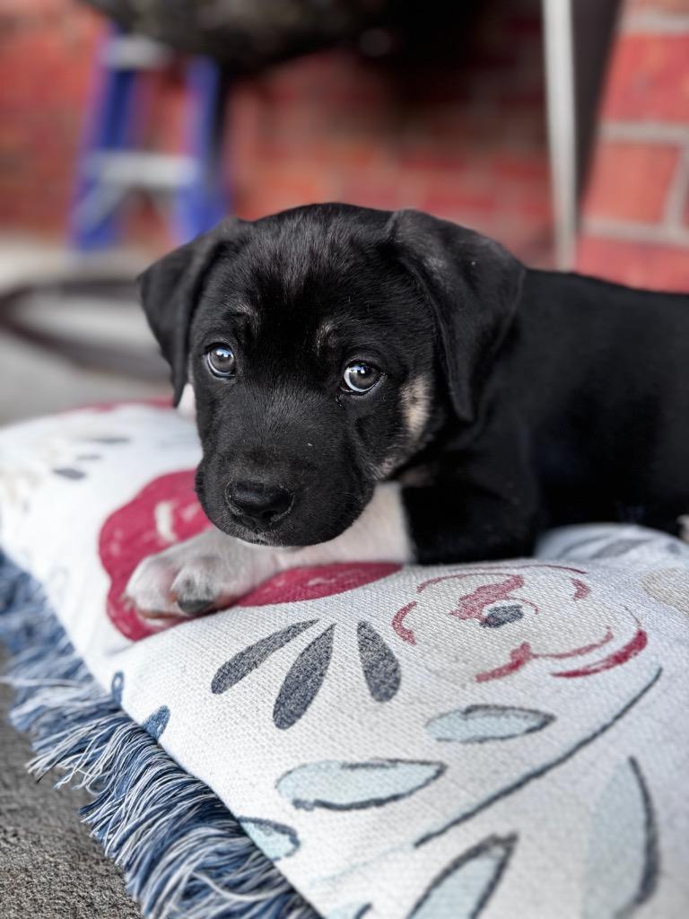 Enlarge Bruce, a Adoptable mixed breed in Fayetteville, AR image 3/5