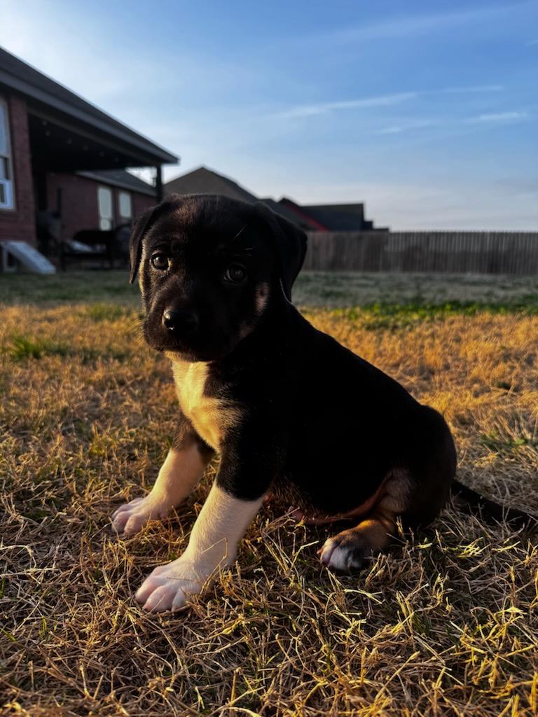 Enlarge Bruce, a Adoptable mixed breed in Fayetteville, AR image 4/5