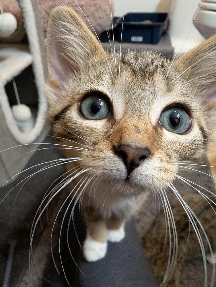 Mac, Adoptable, Kitten Male Domestic Short Hair.