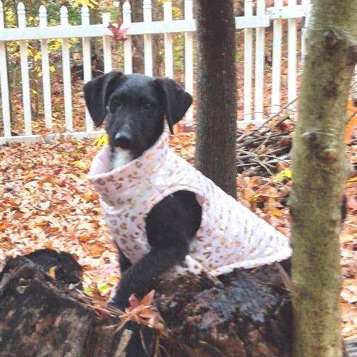 Imra, Adoptable, Adult Female Mixed Breed.