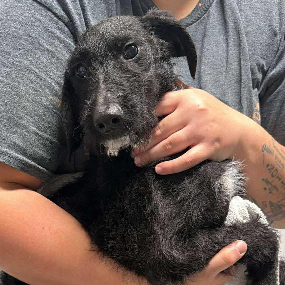 Enlarge Imra, a Adoptable Mixed Breed in Fredericksburg, VA image 2/4