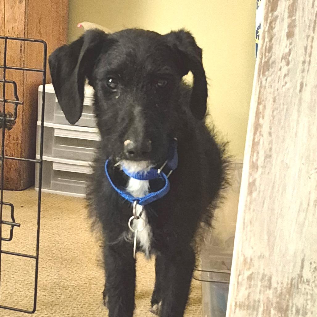 Enlarge Imra, a Adoptable Mixed Breed in Fredericksburg, VA image 3/4