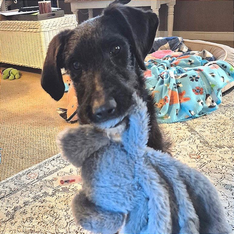 Enlarge Imra, a Adoptable Mixed Breed in Fredericksburg, VA image 4/4