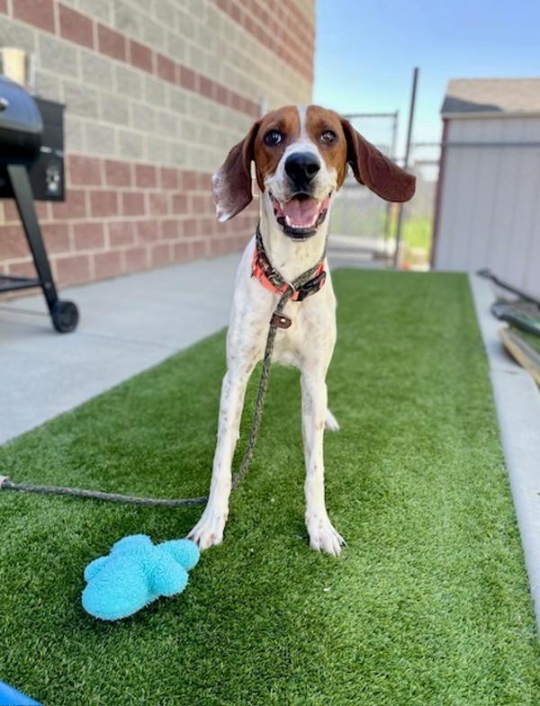 *Famous Amos*, Adoptable, Young Male American Foxhound.