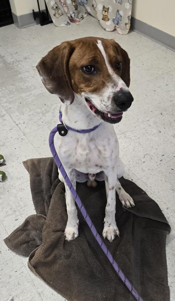 *Famous Amos*, Adoptable, Young Male American Foxhound.