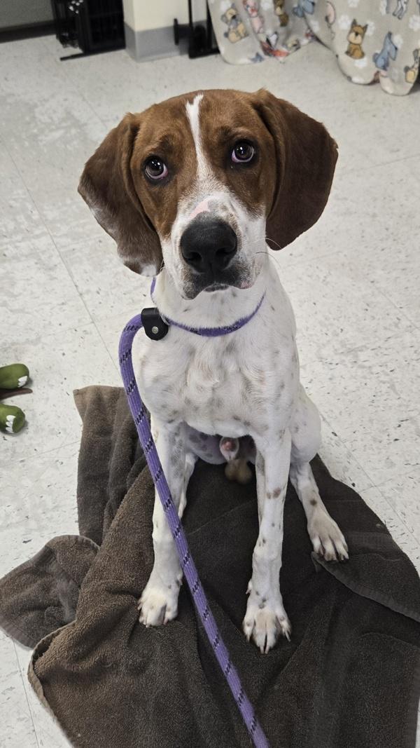 Enlarge *Famous Amos*, a Adoptable mixed breed in Salt Lake City, UT image 2/2