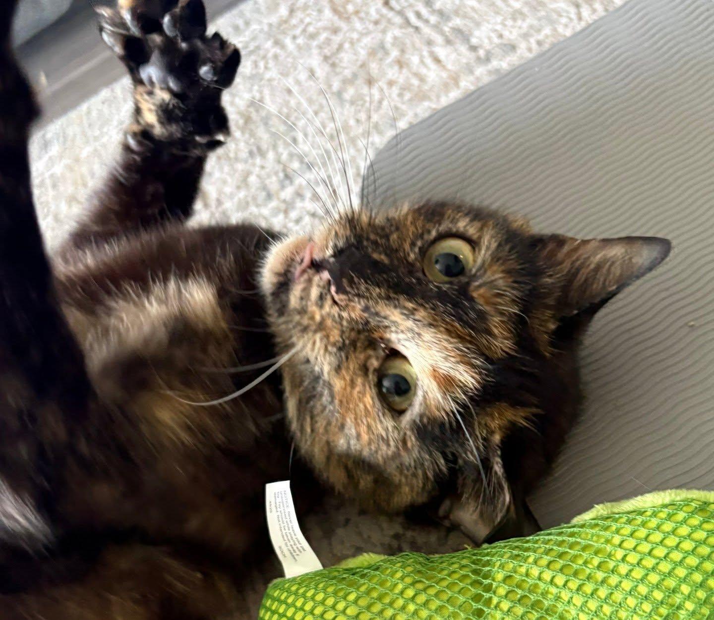 Tori, a ADOPTABLE Torbie in Lincoln Park, NJ image 2/3