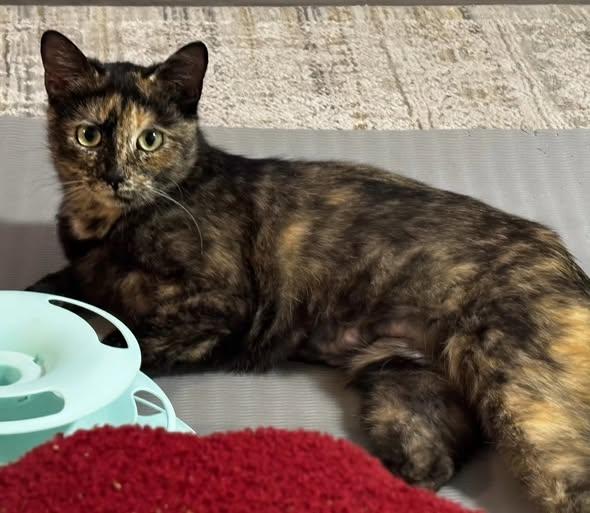 Tori, ADOPTABLE, Young Female Torbie.