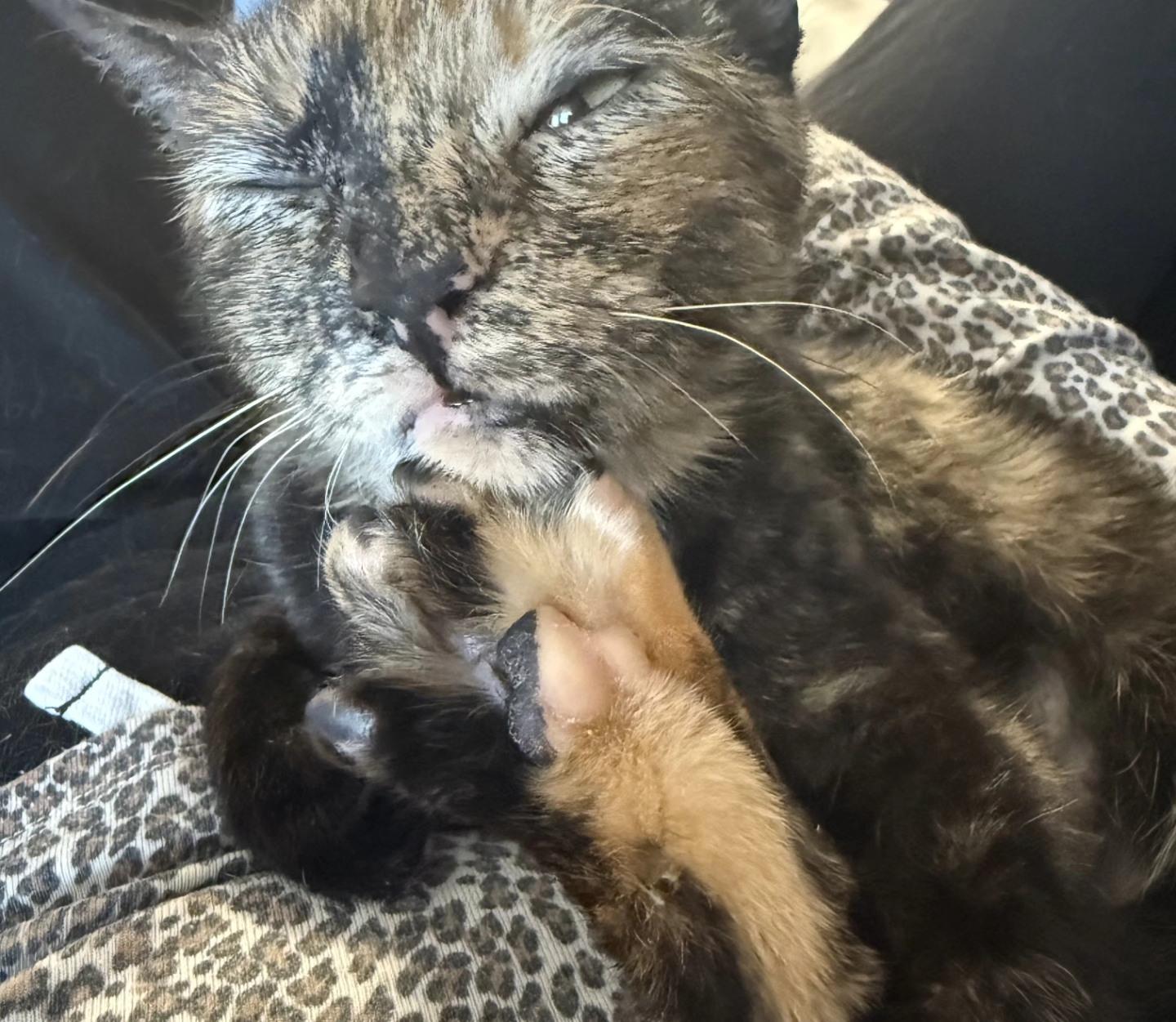 Tori, a ADOPTABLE Torbie in Lincoln Park, NJ image 3/3