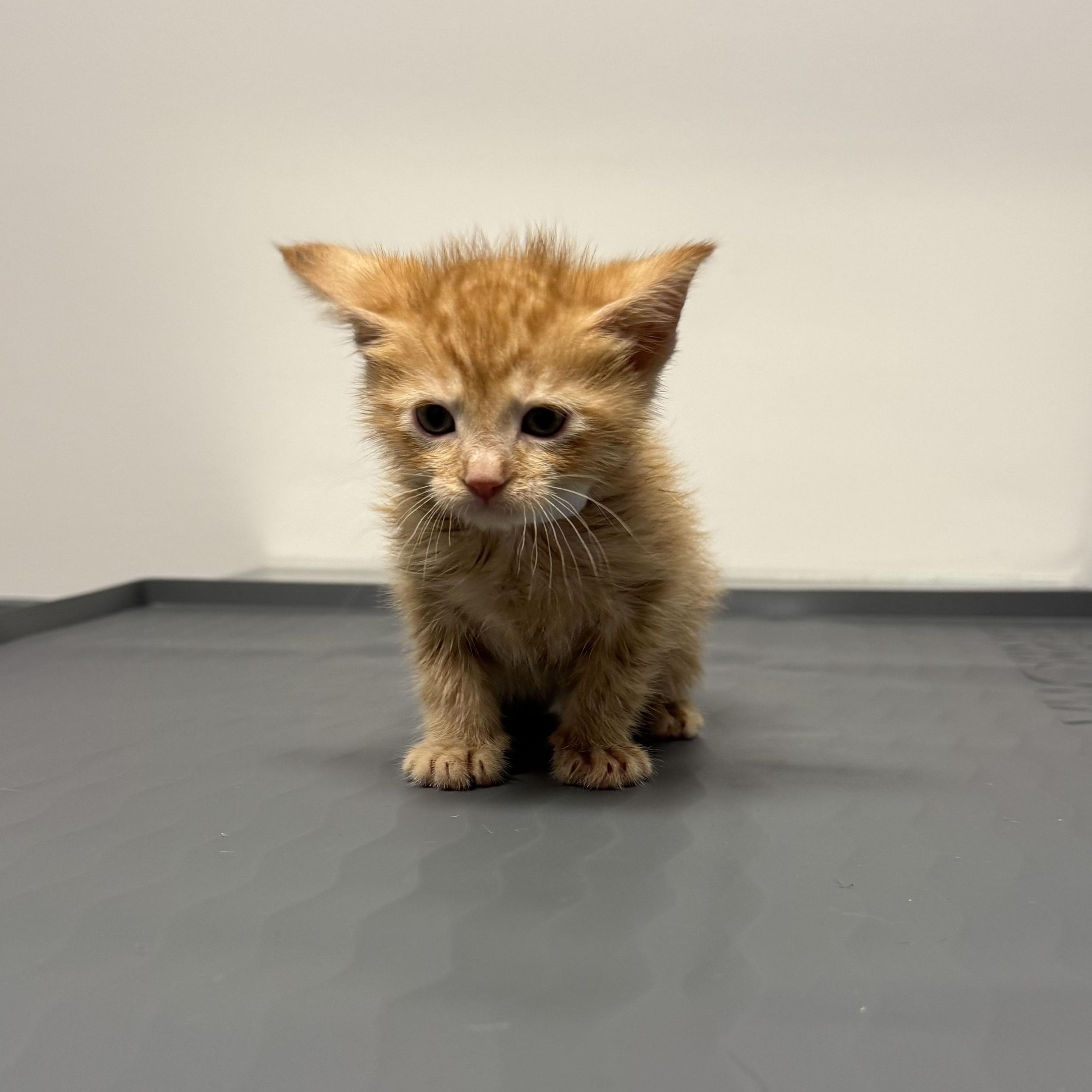 Ginny (Harry Potter Litter), ADOPTABLE, Kitten Female Domestic Short Hair.