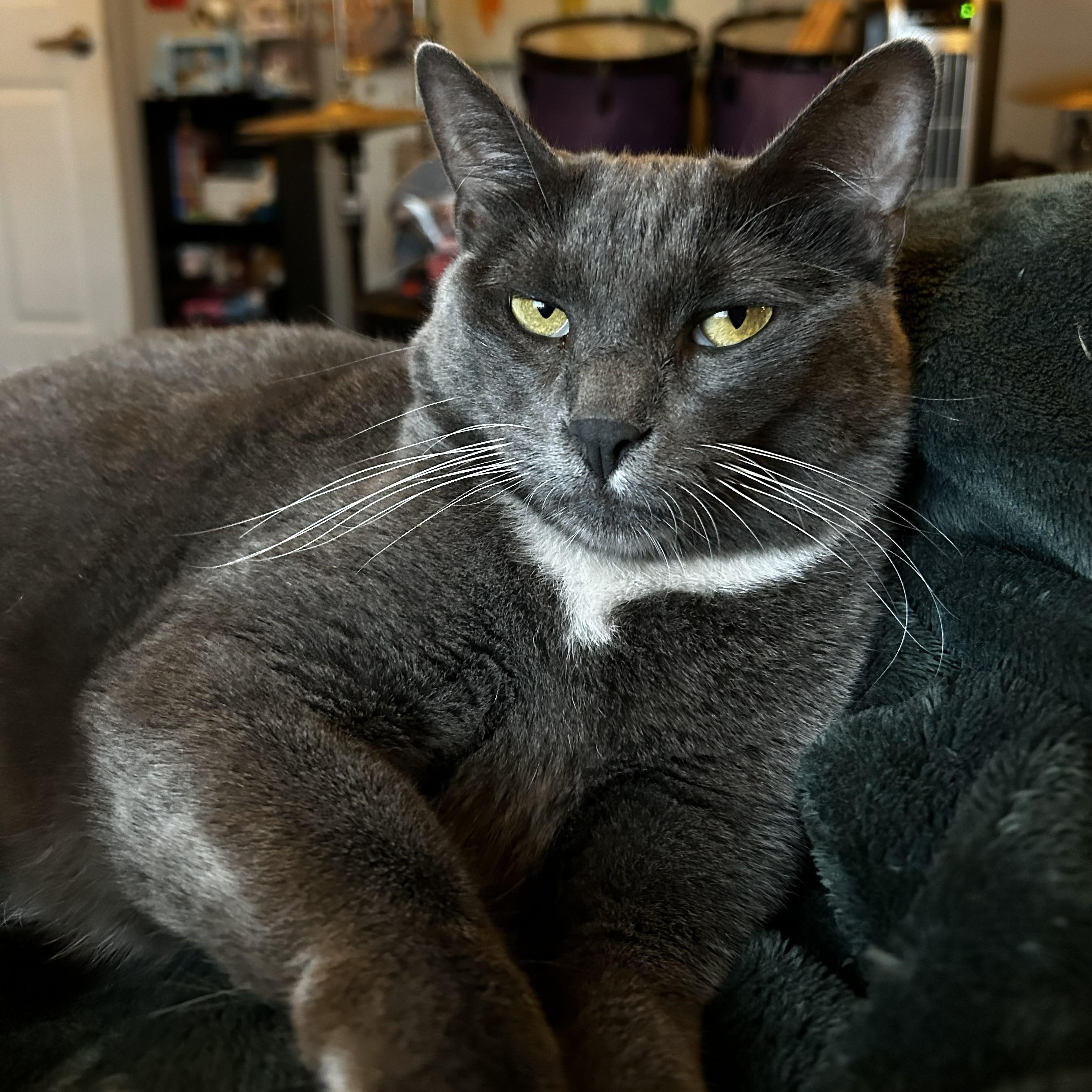 Delilah, ADOPTABLE, Adult Female American Shorthair.