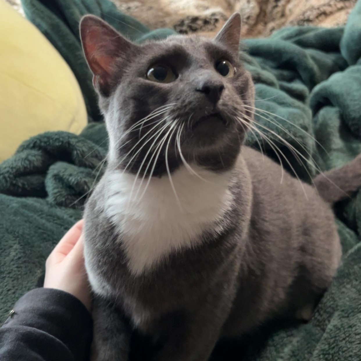 Delilah, a ADOPTABLE American Shorthair in Alvin, TX image 2/2