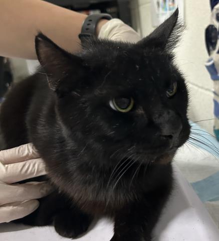 SAMMY, Adoptable, Adult Male Domestic Short Hair.