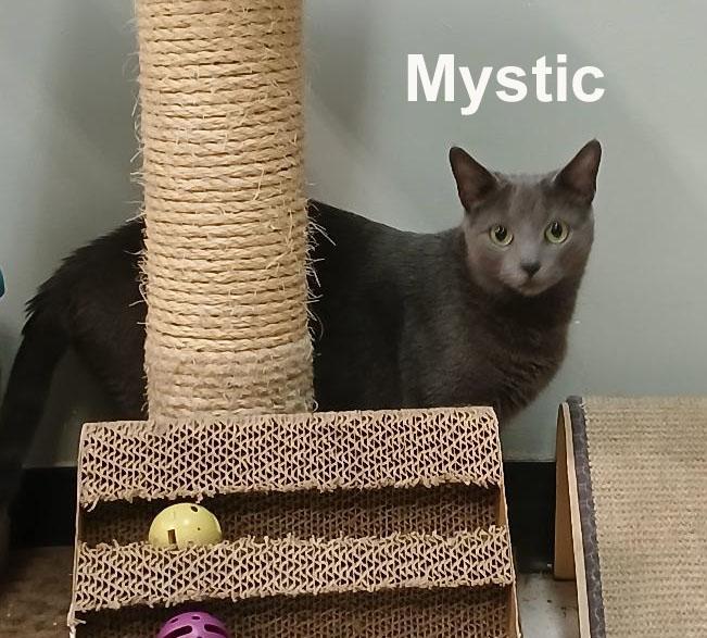 Mystic Shes. (loving and affectionate) ("sister" to Salem & Magic), an adopted Domestic Short Hair in Stowe, PA image 3/3