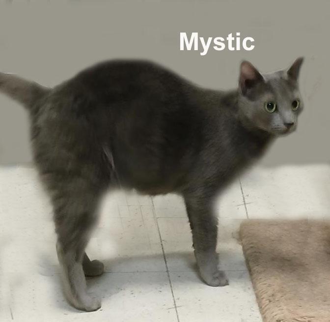 Mystic Shes. (loving and affectionate) ("sister" to Salem & Magic), an adopted Domestic Short Hair in Stowe, PA image 2/3