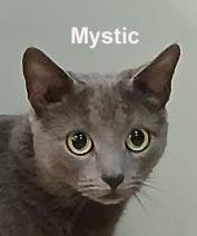Mystic Shes. (loving and affectionate) ("sister" to Salem & Magic), an adopted Domestic Short Hair in Stowe, PA image 1/3