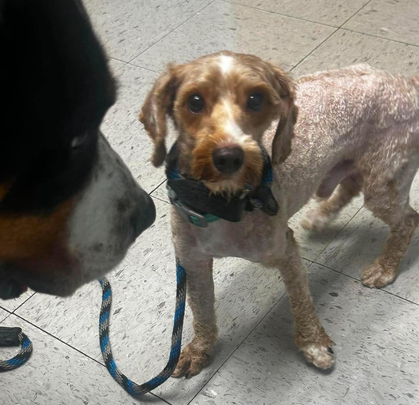 Fergus, an adopted Miniature Poodle in Rochester, NY image 3/5