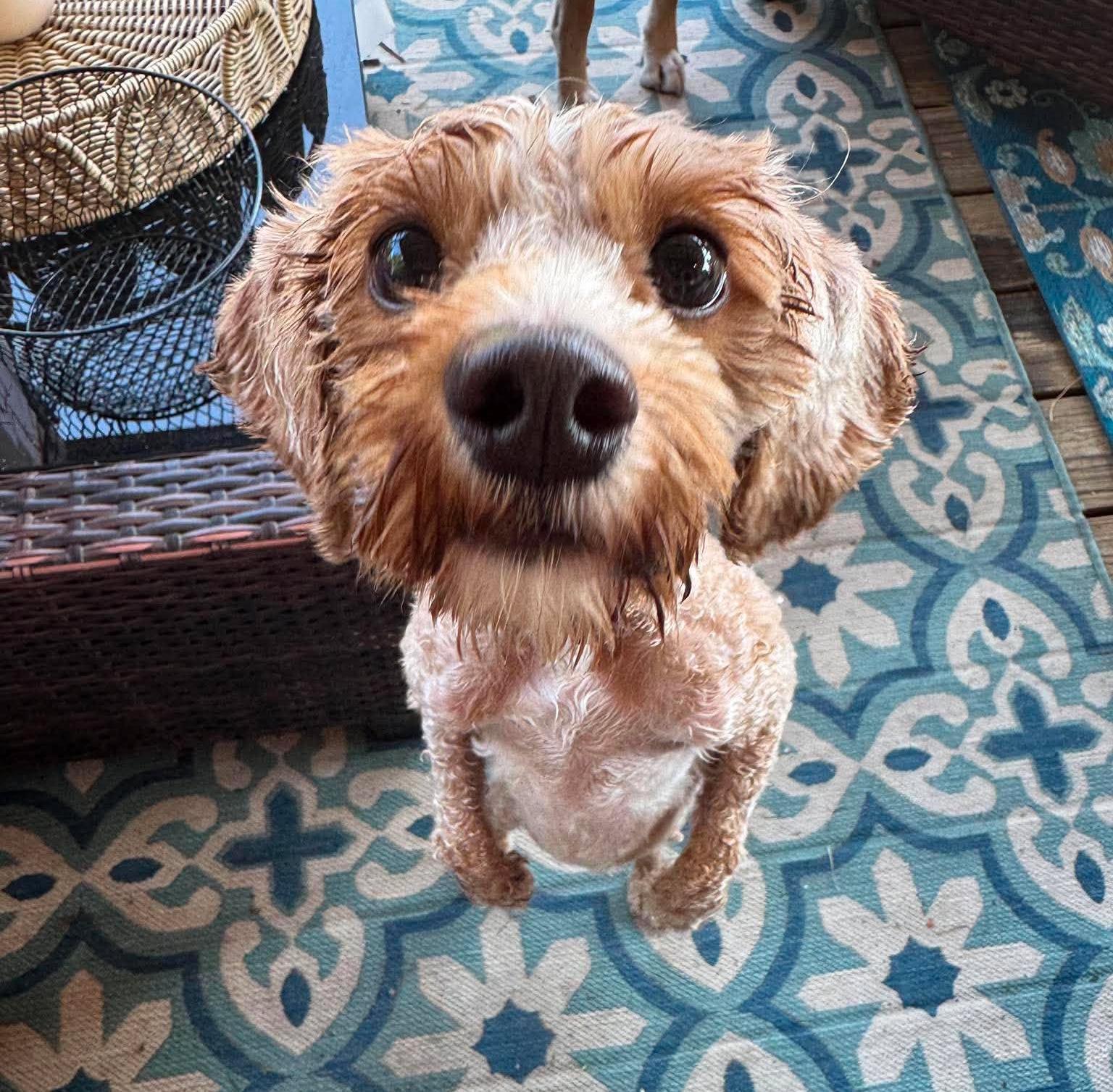 Fergus, an adopted Miniature Poodle in Rochester, NY image 2/5
