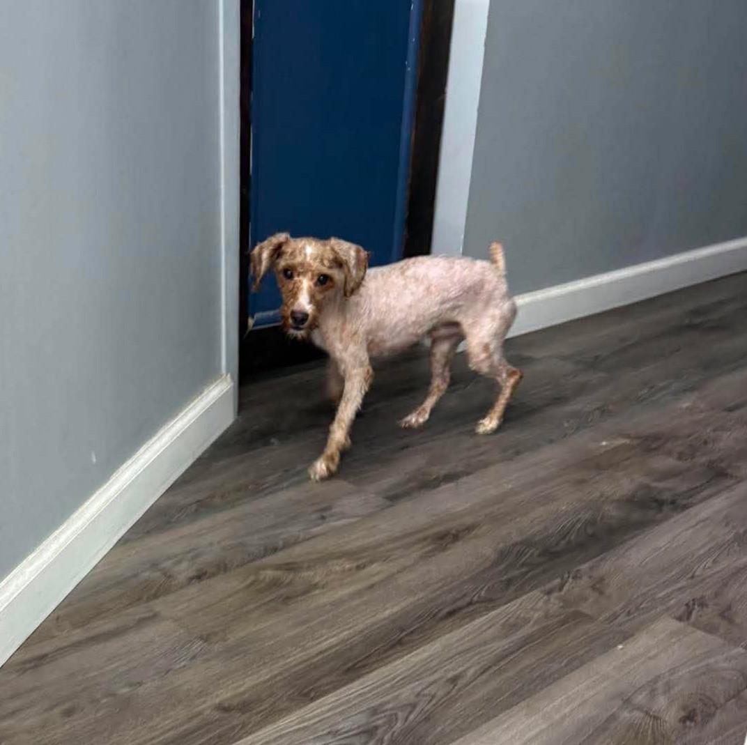 Fergus, an adopted Miniature Poodle in Rochester, NY image 5/5