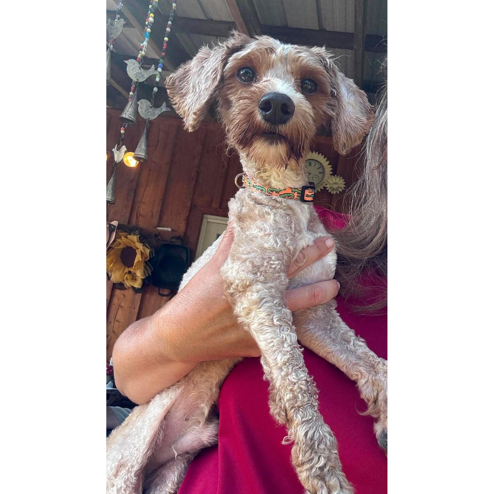 Fergus, adopted, Adult Male Miniature Poodle.