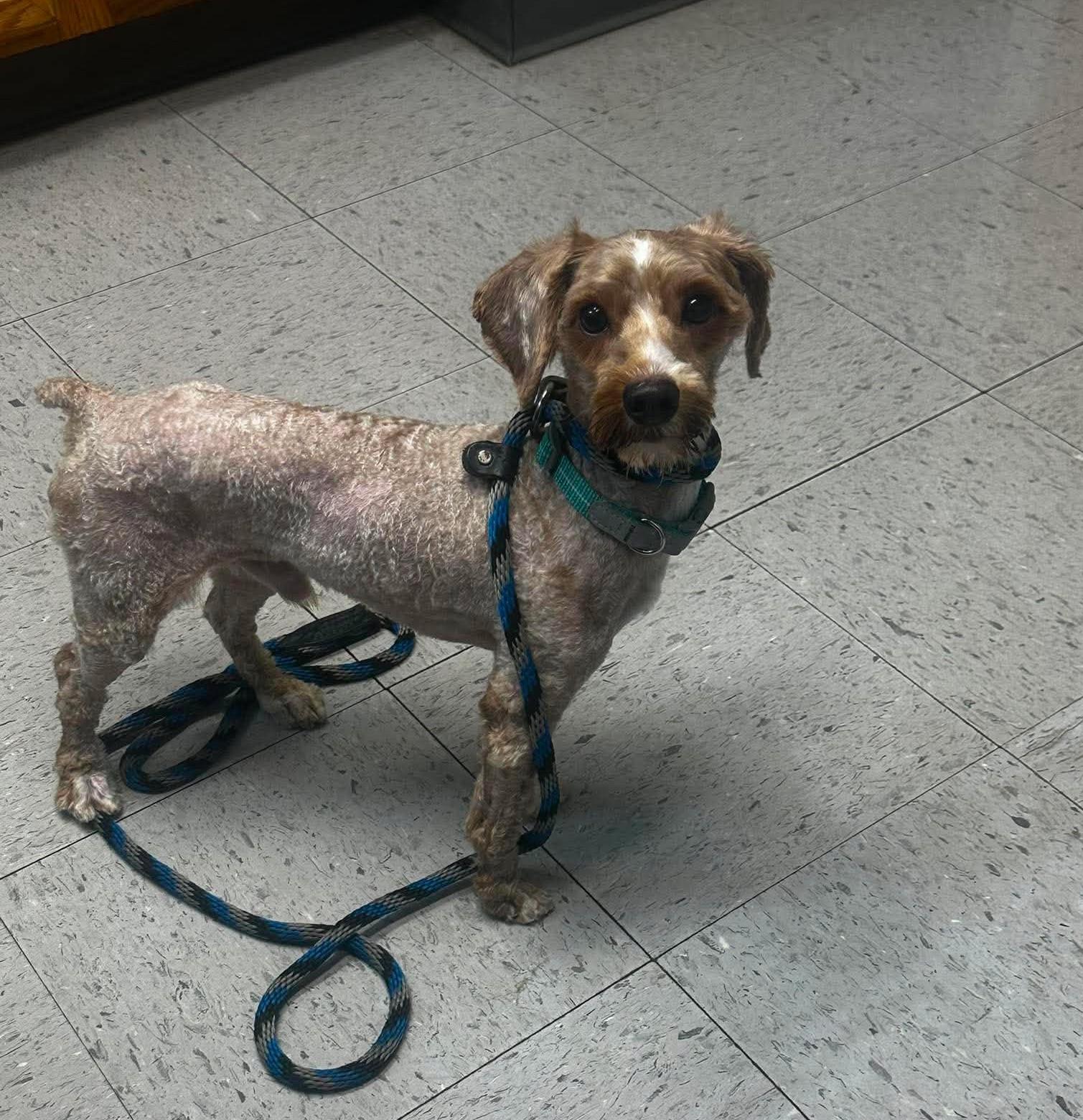 Fergus, an adopted Miniature Poodle in Rochester, NY image 4/5
